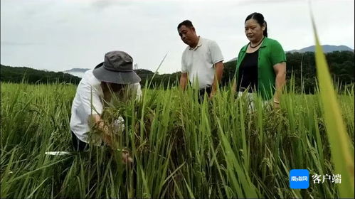瓊中 農技人員深入一線，指導農戶開展生產自救，全力搶救珍稀山蘭稻
