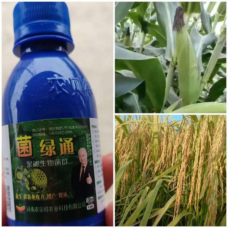 菌綠通 農業技術推廣的綠色引擎，賦能農作物提質增效